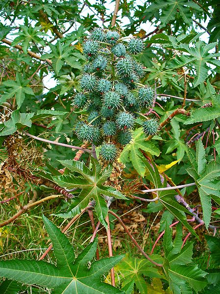 File:Ricinus communis 005.JPG