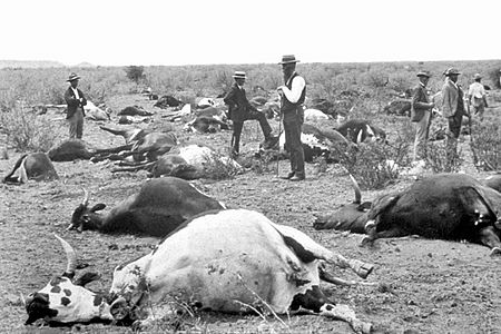 Dịch tả trâu bò châu Phi thập niên 1890