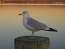 Il gabbiano Jonathan Livingston - Wikipedia