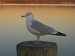 Voksenindivid ringnæbbade skulles (Larus delawarensis) i vinterdragt.