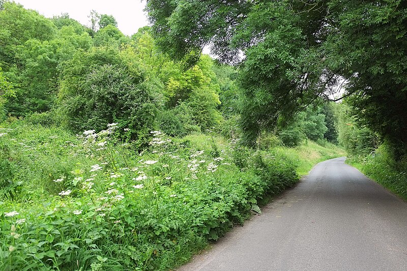 File:Road to Netton - geograph.org.uk - 5198145.jpg