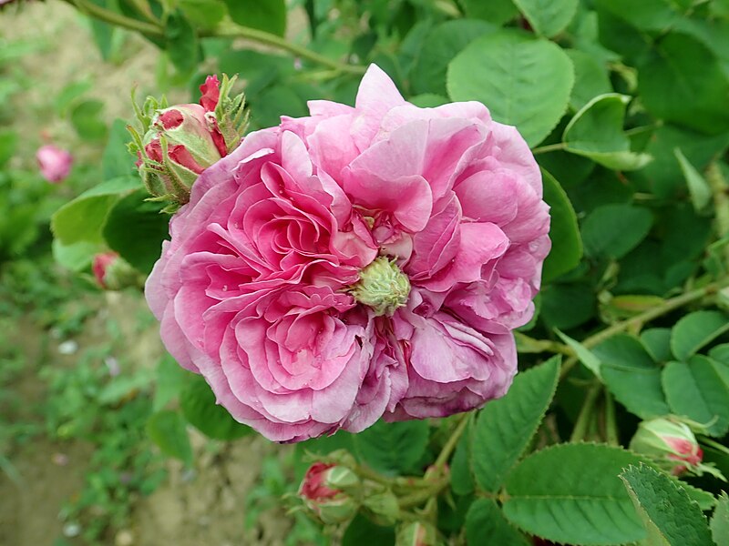 File:Rosa Sterkmanns 2019-06-06 0903.jpg