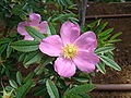 Rosa nitida