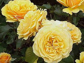 Rosa 'Queen Elizabeth' — Википедия