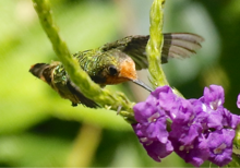 Female. Canopy Camp - Darien, Panama Rufous-crested Coquette.tif