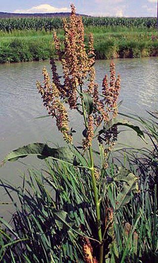 <i>Rumex hydrolapathum</i> Species of flowering plant