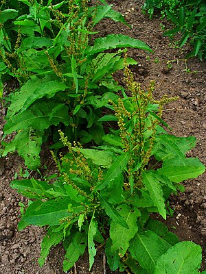 Rumex obtusifolius 001.JPG