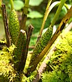 Cyrtochilum caespitosum part of plant Peru - Machu Picchu