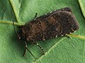 Vorschaubild für Dunkle Waldschatteneule