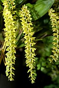 Dendrochilum uncatum