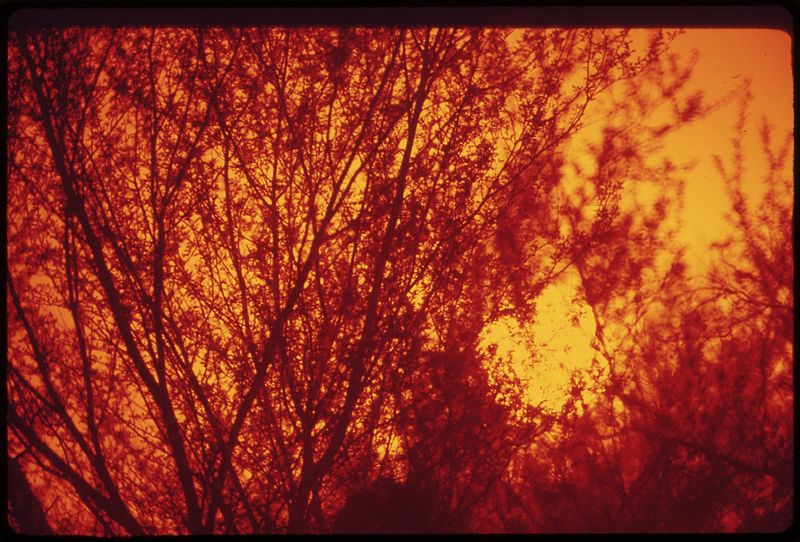 File:SUN SHINES THROUGH THE TREES ON THE COLORADO RIVER INDIAN RESERVATION - NARA - 547733.jpg