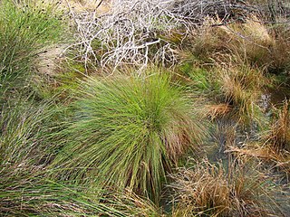 <i>Schoenus gracillimus</i> Species of grass-like plant