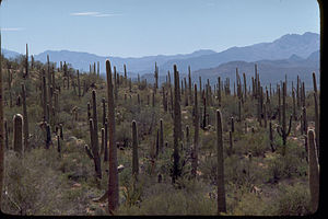Saguaro National Park SAGU4647.jpg