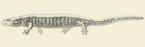 Siberian angle-toothed newt (Salamandrella keyserlingii), illustration