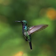Sapphire-throated hummingbird (Lepidopyga coeruleogularis coeruleogularis) male in flight.jpg