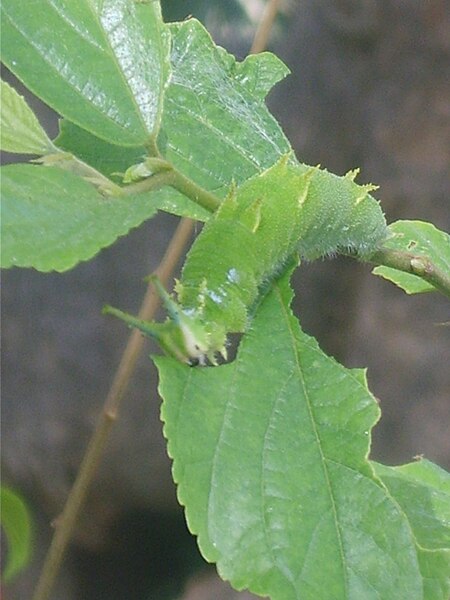 File:Sasakia charonda larva 01.JPG