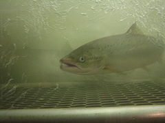 Atlantic salmon