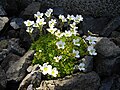 Saxifraga cebennensis