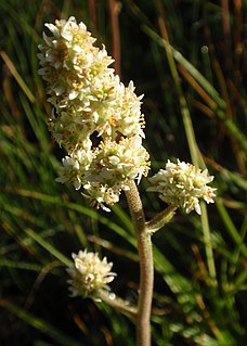 <i>Micranthes oregana</i> Species of flowering plant