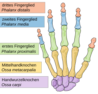 Ein Finger – wissenschaftli