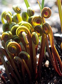 Schizaea pectinata