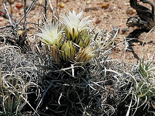 Unusual flattened spines of Schlerocactus papyracanthus