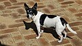 Tenterfield Terrier