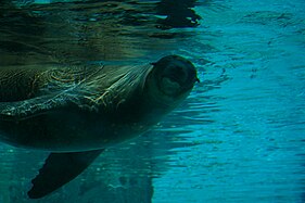 A California sea lion underwater