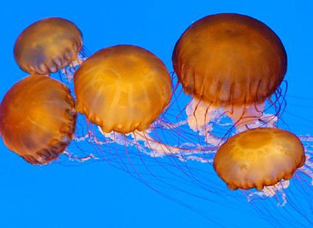Pacific sea nettles, Chrysaora fuscescens