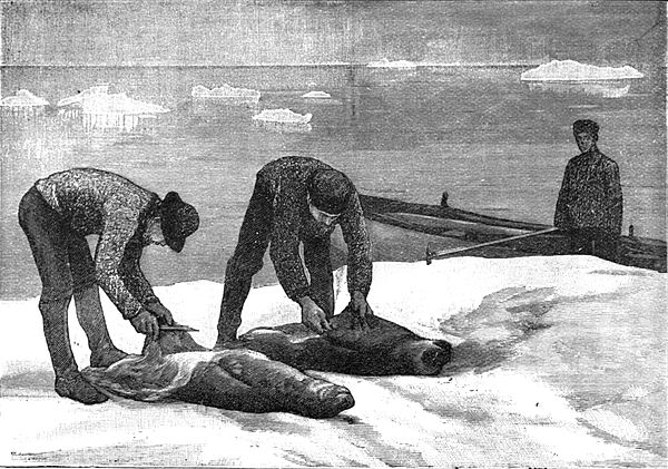 Seal skinning in the 1880s by members of the Nansen expedition to Greenland