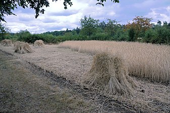 Roggeschoven (Wekerom, 2018)