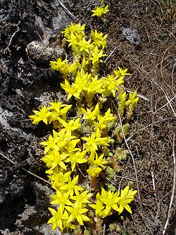 Sankthansurten acre goldmoss stonecrop.jpg