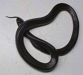 Black swamp snake Species of snake