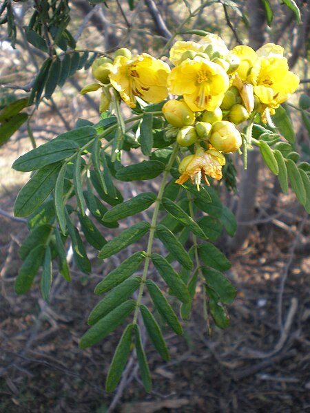 File:Senna multiglandulosa 2c.JPG