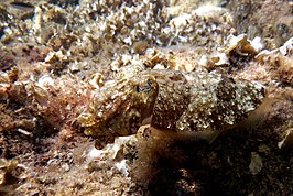 Sierlijke zeekat