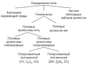 Определение пола Википедия 