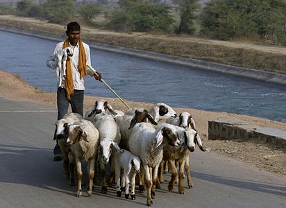 Shepherd, Gwalior district, Chambal, India.