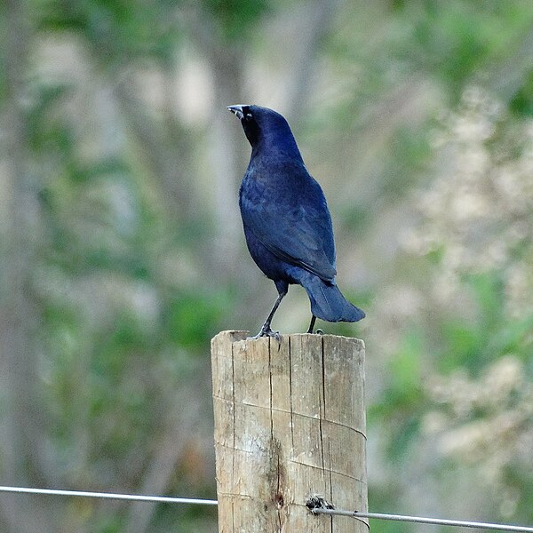 File:Shiny Cowbird (22634315025).jpg