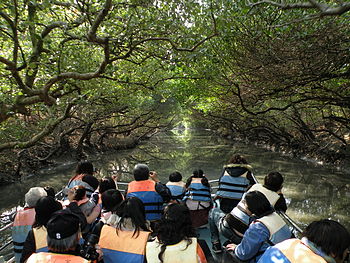 Una mangròva visitada per de toristas dins un parc nacionau de Taiwan.
