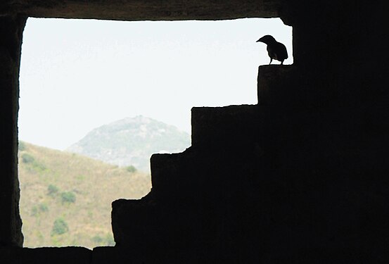 Silhouette Bird on Window