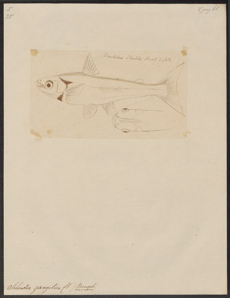 File:Silondia gangetica - 1700-1880 - Print - Iconographia Zoologica - Special Collections University of Amsterdam - UBA01 IZ14600057.tif