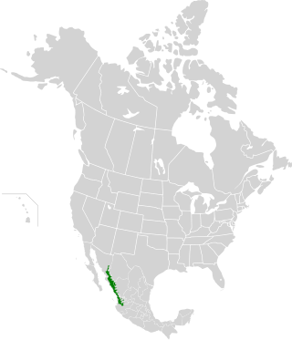 <span class="mw-page-title-main">Sinaloan dry forests</span> Tropical dry broadleaf forest ecoregion in Mexico