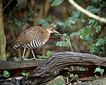 Slaty legged crake.jpg