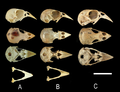 Miniatura para Carduelis aurelioi