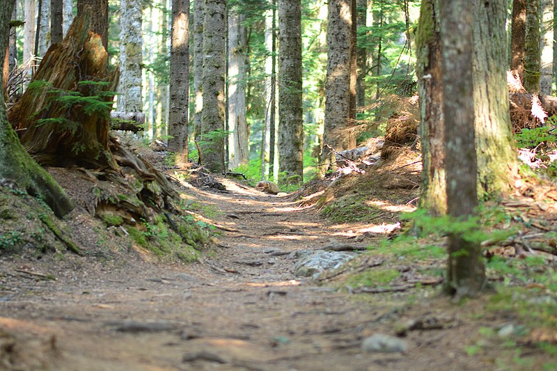 File:Snoqualmie Pass Wagon Road Trail 05.jpg