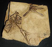 Sordes pilosus skeleton.JPG