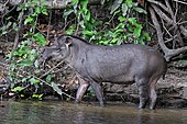 A living Tapirus, or tapir South American tapir (Tapirus terrestris).JPG