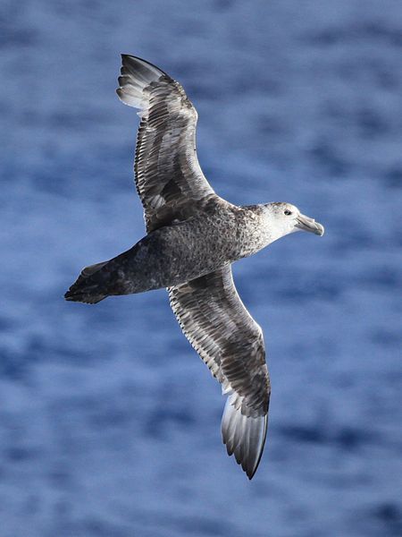 File:Southern Giant Petrel in the Drake Passage (6296252565).jpg