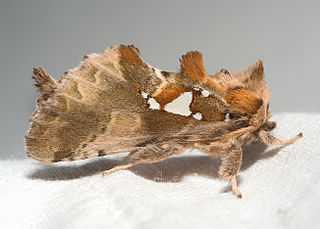 <i>Spatalia argentina</i> Species of moth