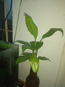 Spathiphyllum wallisii Wikipedia